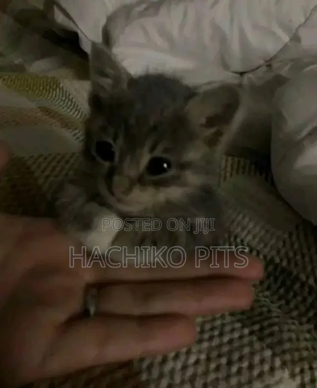 1-3 months Female Purebred Abyssinian