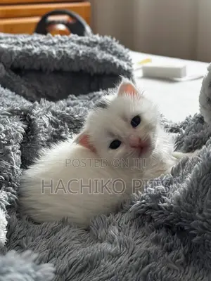 Photo - 1-3 months Male Purebred American Shorthair
