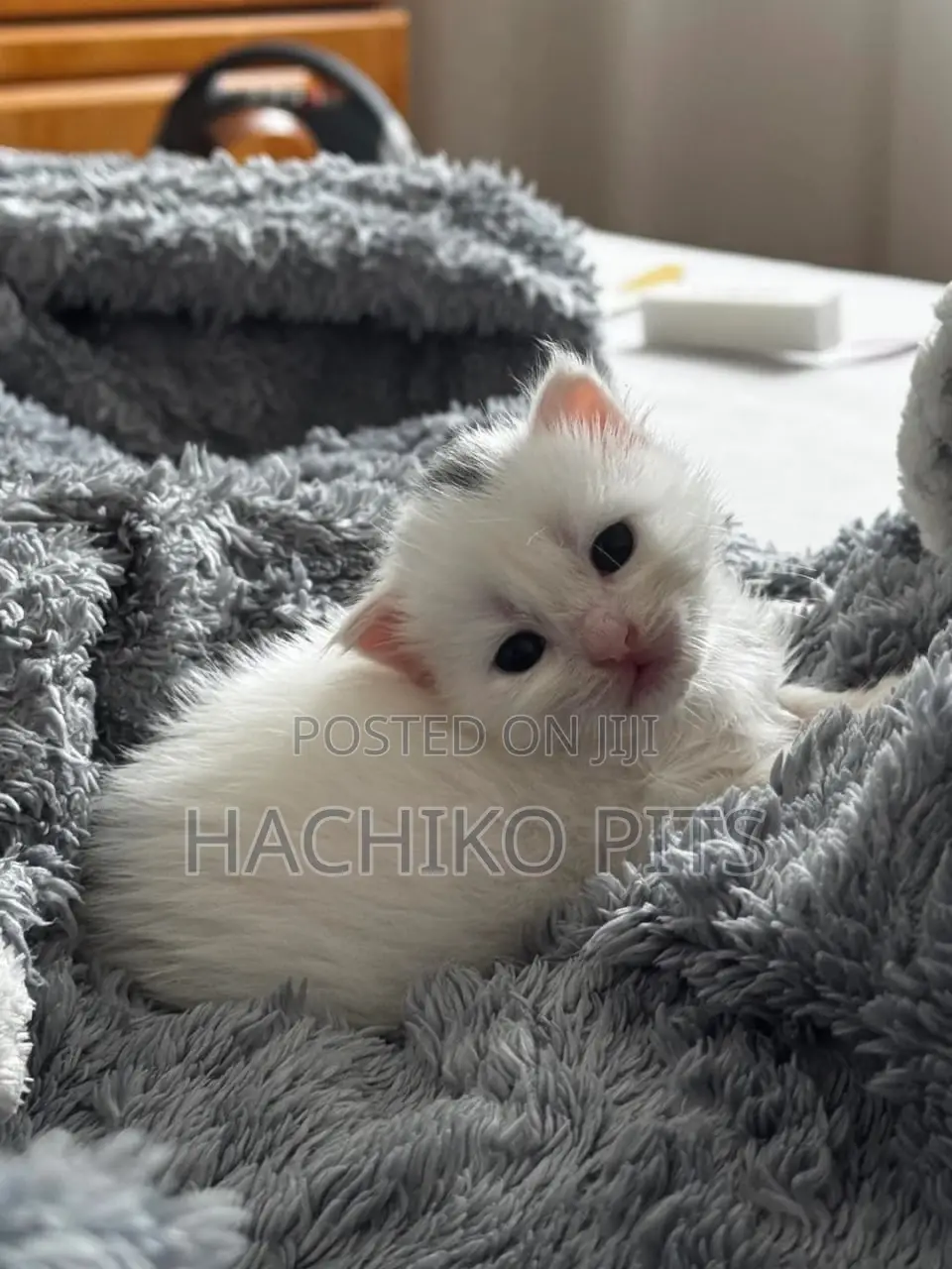 1-3 months Male Purebred American Shorthair