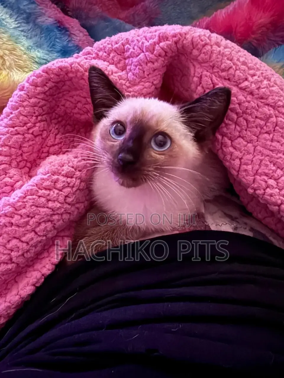 1-3 months Male Purebred Burmese