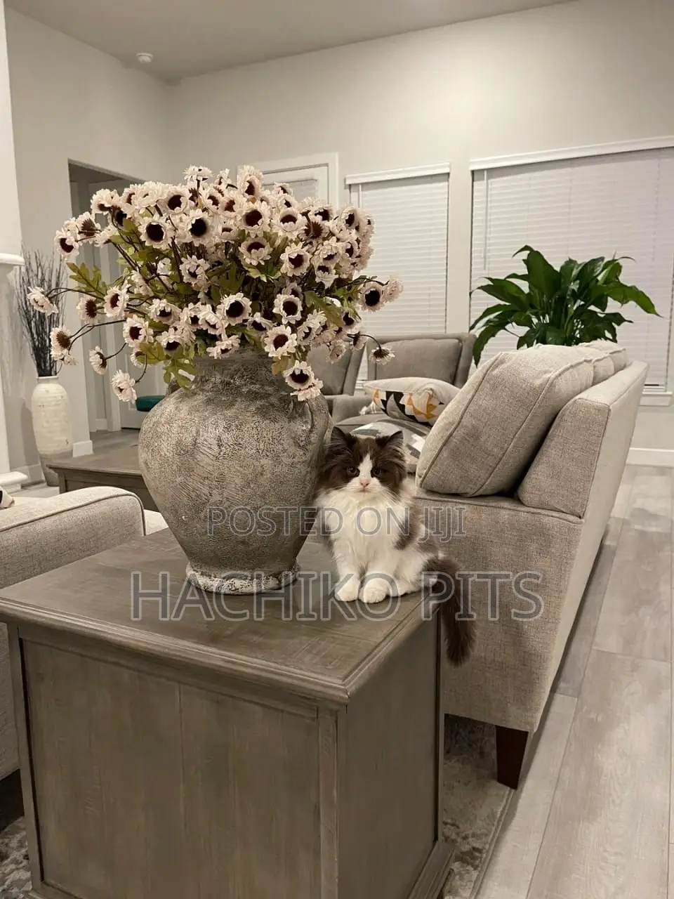 1-3 months Male Purebred American Wirehair