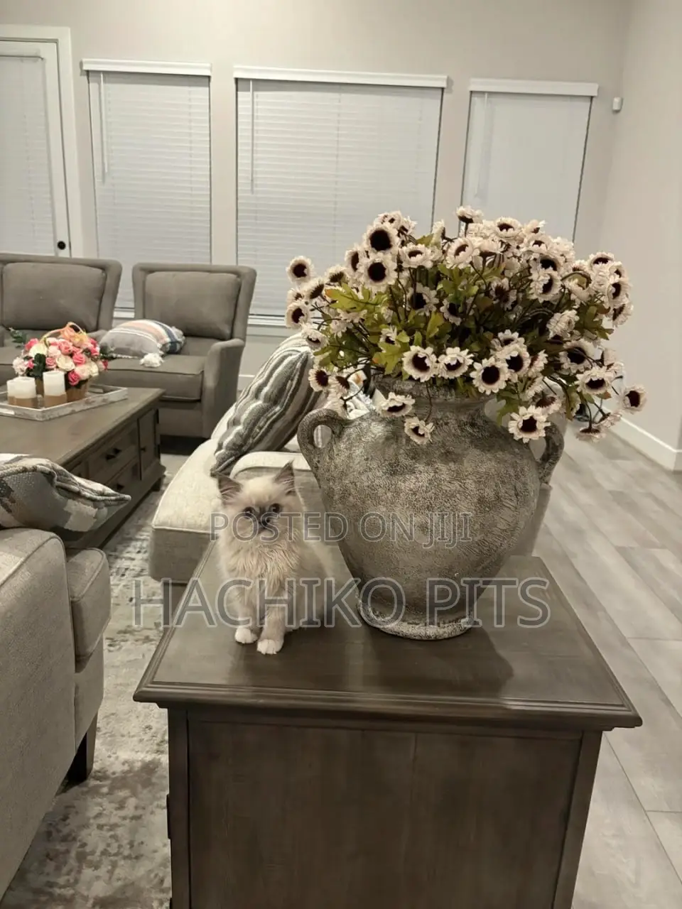 1-3 months Male Purebred American Curl