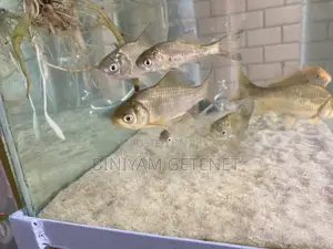 Photo - Silver Fish