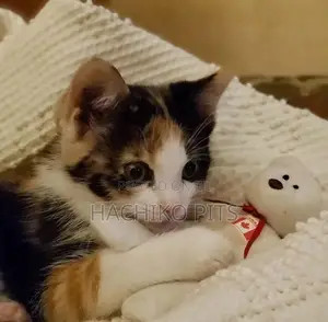 Photo - 1-3 months Male Purebred American Curl