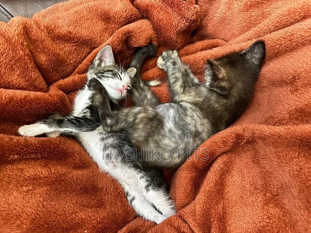 1-3 months Male Purebred American Bobtail