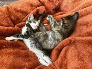 Photo - 1-3 months Male Purebred American Bobtail