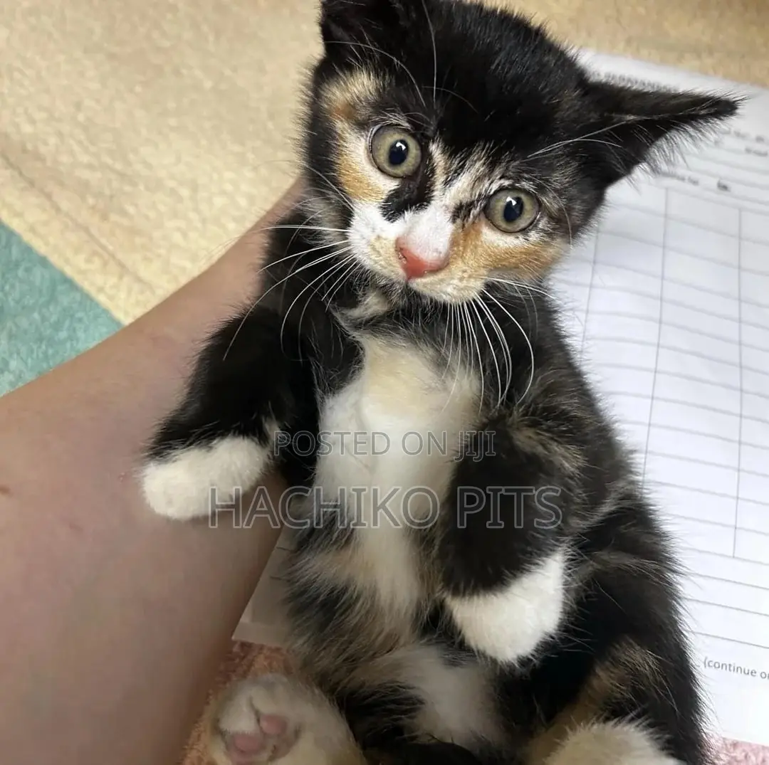 1-3 months Male Purebred Abyssinian