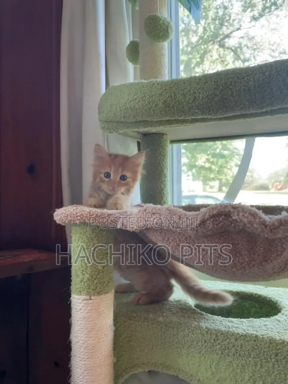 1-3 months Male Purebred American Shorthair