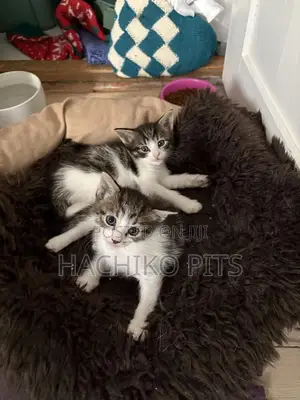 Photo - 1-3 months Male Purebred American Curl