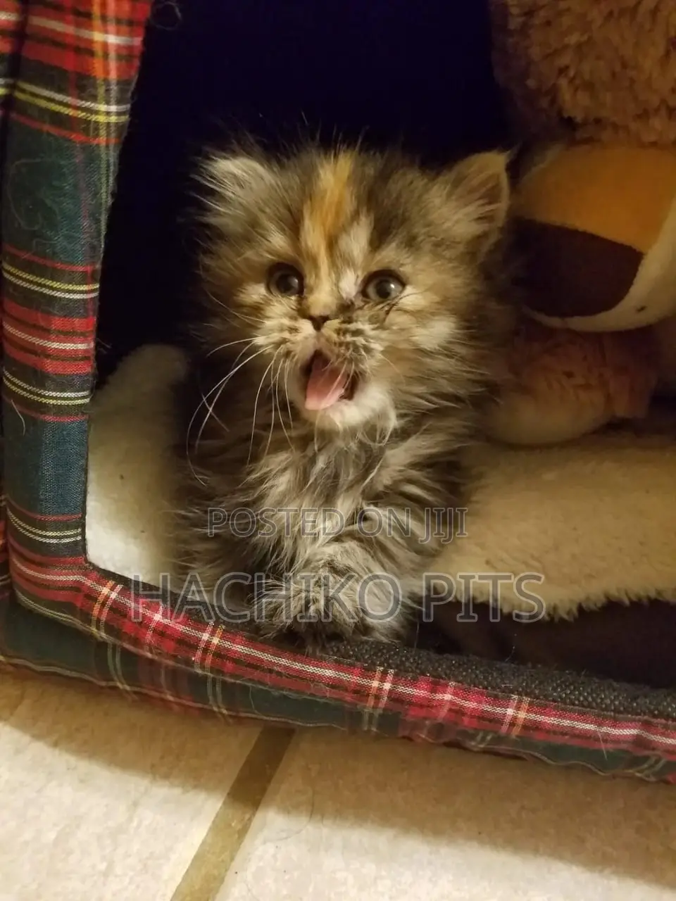 1-3 months Male Purebred Balinese