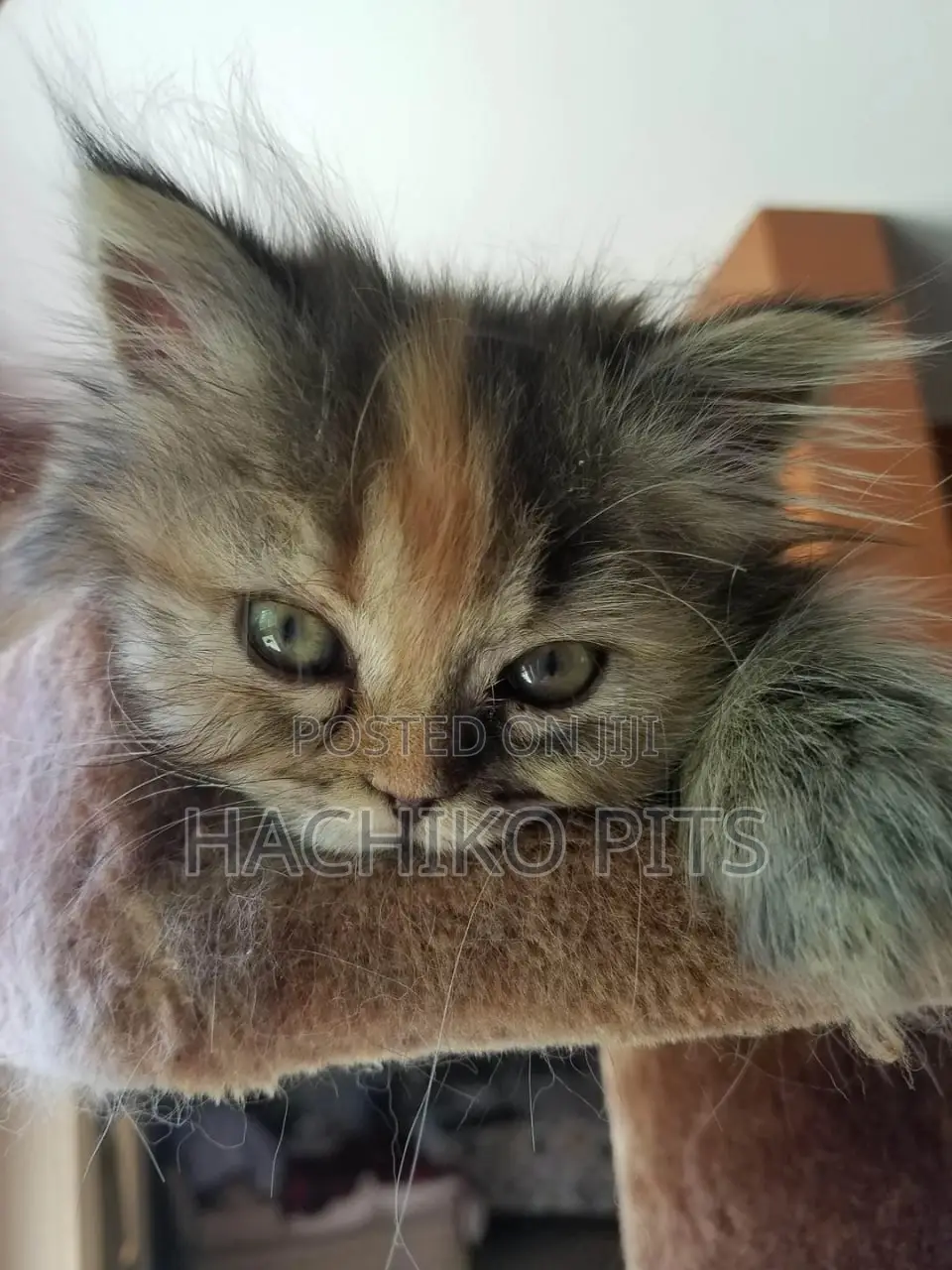 1-3 months Male Purebred American Wirehair