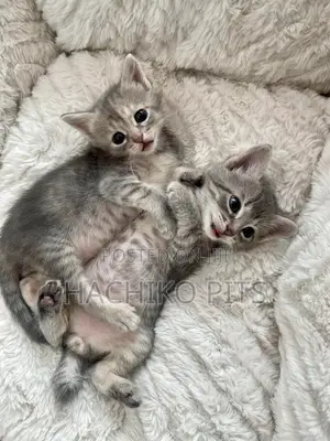 Photo - 1-3 months Male Purebred American Shorthair