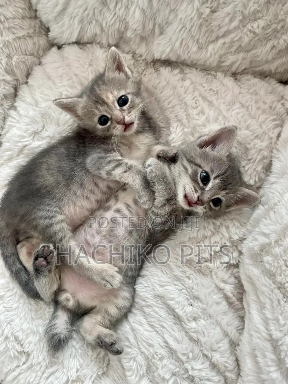 1-3 months Male Purebred American Shorthair