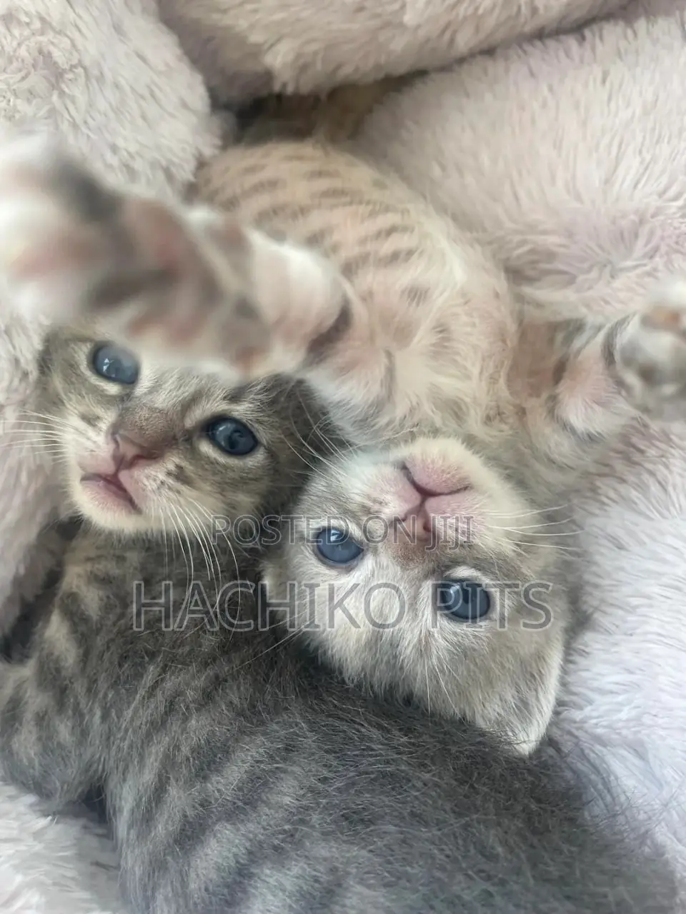 1-3 months Male Purebred American Curl