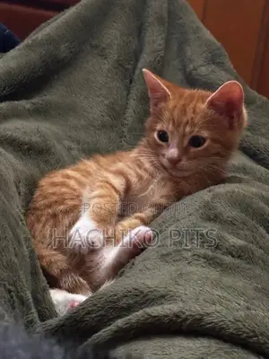 Photo - 1-3 months Male Purebred American Shorthair