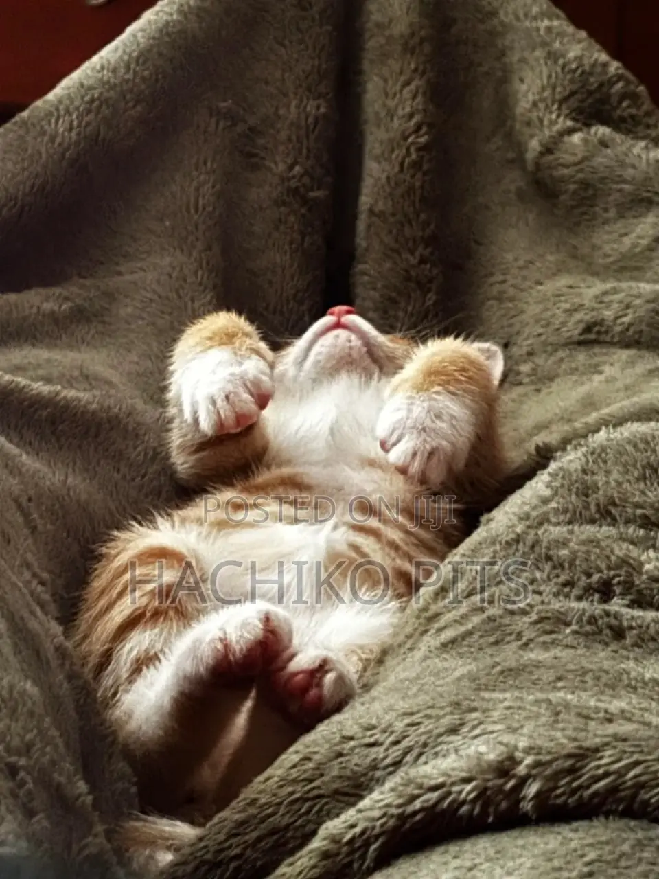 1-3 months Male Purebred American Wirehair