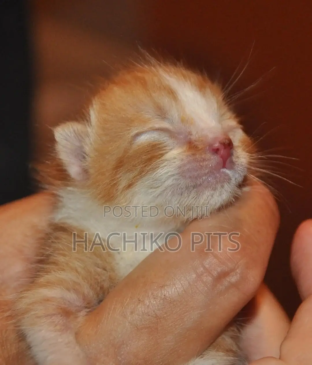 1-3 months Male Purebred American Curl