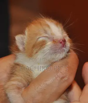 Photo - 1-3 months Male Purebred American Curl