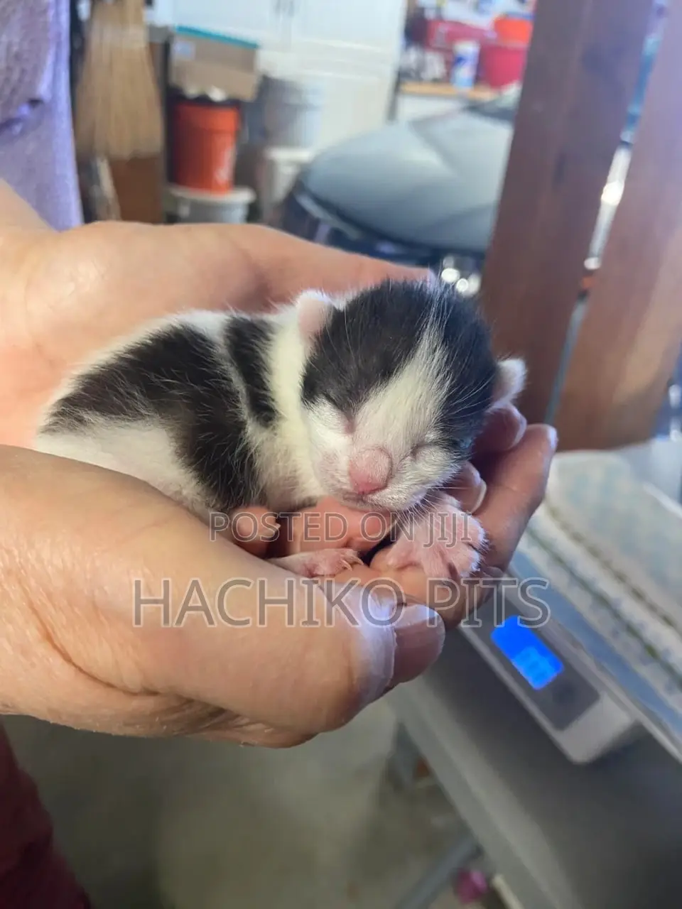 1-3 months Male Purebred American Shorthair