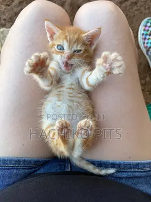 Photo - 1-3 months Male Purebred American Shorthair