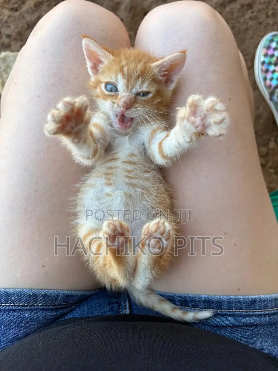 1-3 months Male Purebred American Shorthair