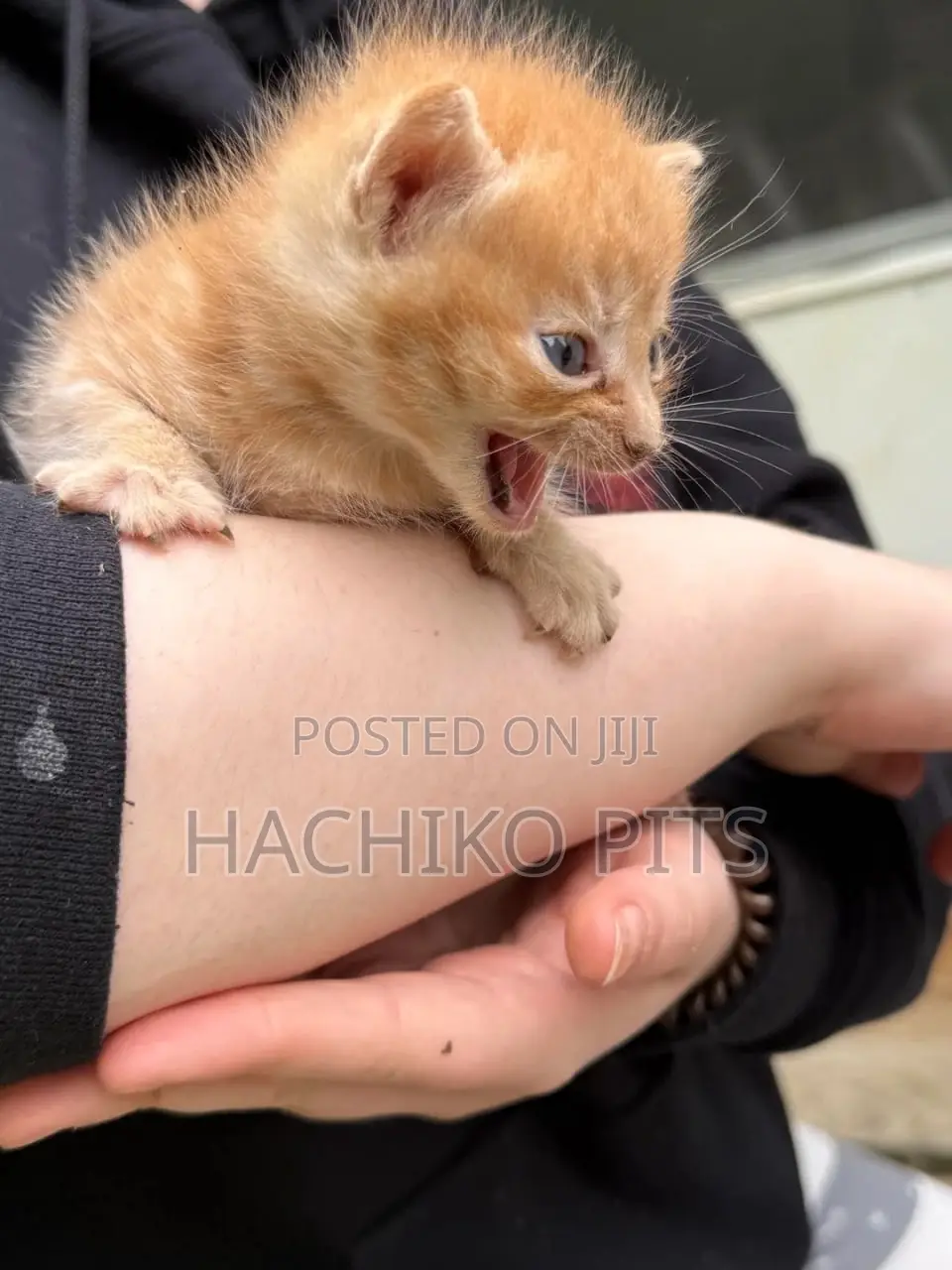 1-3 months Male Purebred Balinese