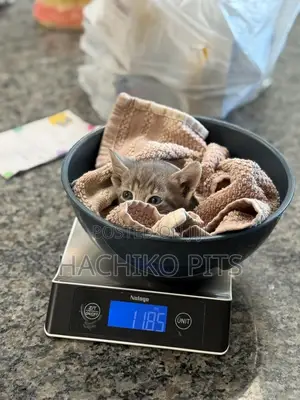 Photo - 1-3 months Male Purebred American Wirehair