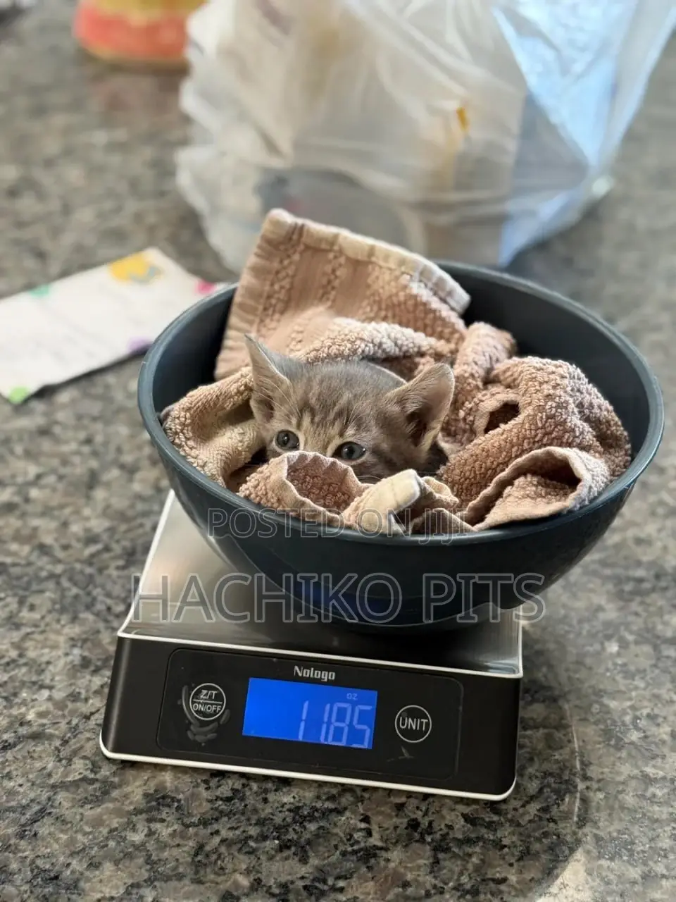 1-3 months Male Purebred American Wirehair