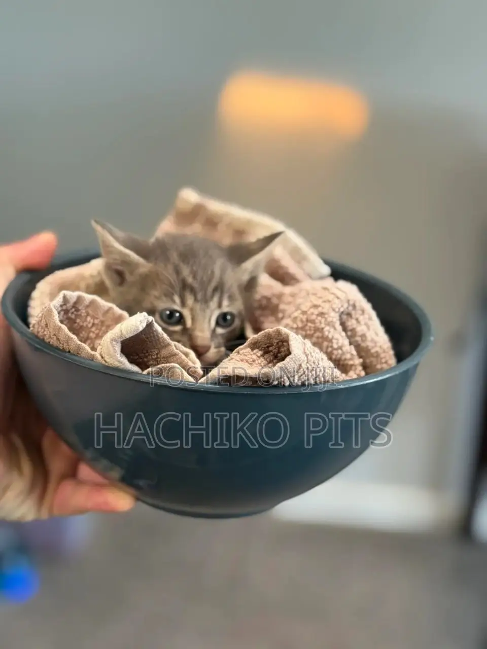 1-3 months Male Purebred Balinese