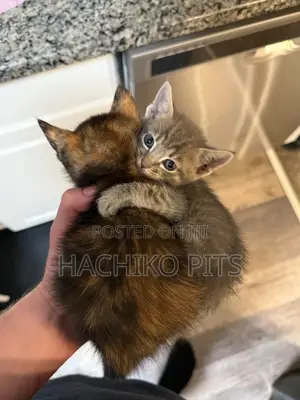 Photo - 1-3 months Male Purebred American Shorthair