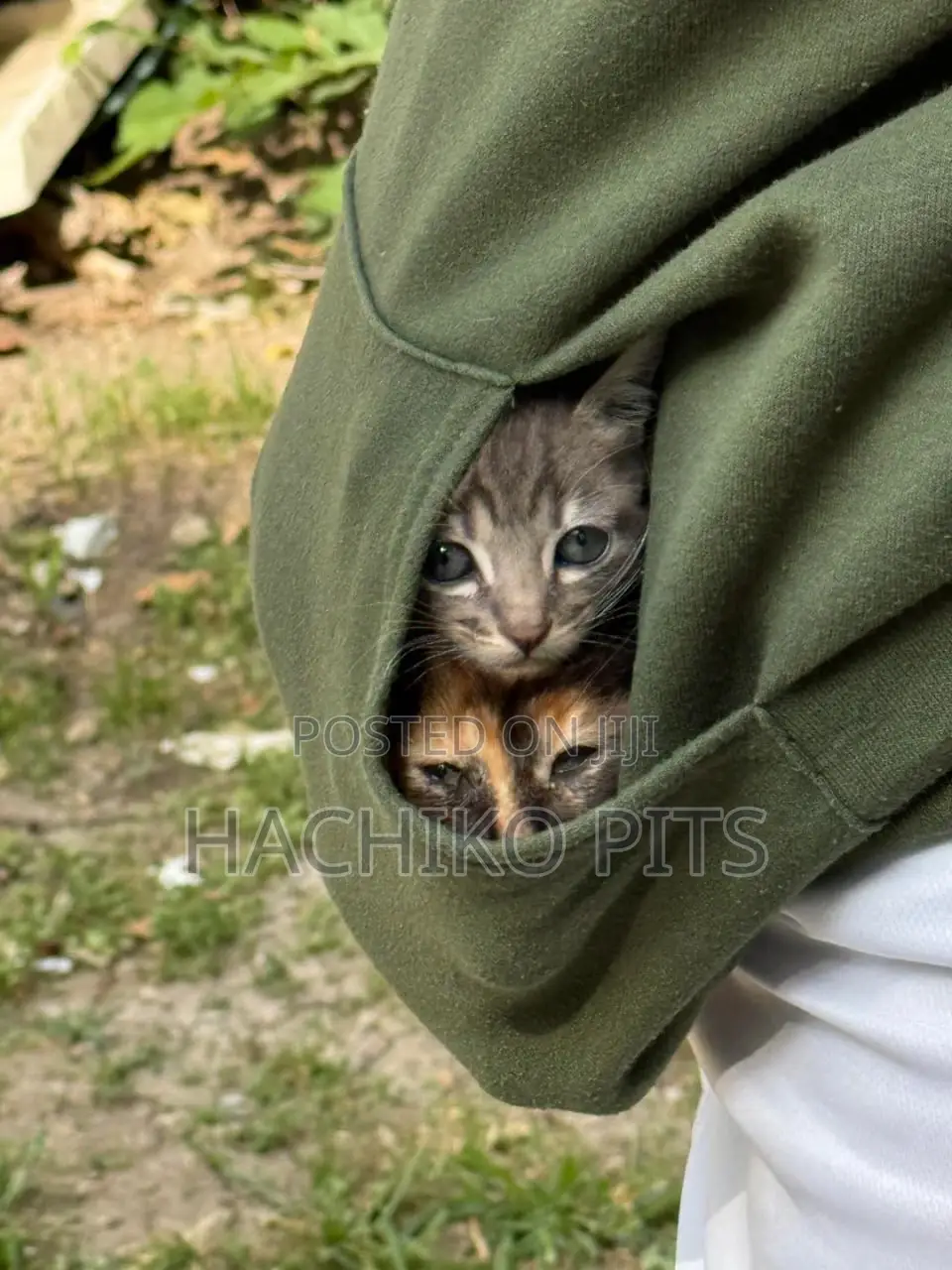 1-3 months Male Purebred Abyssinian