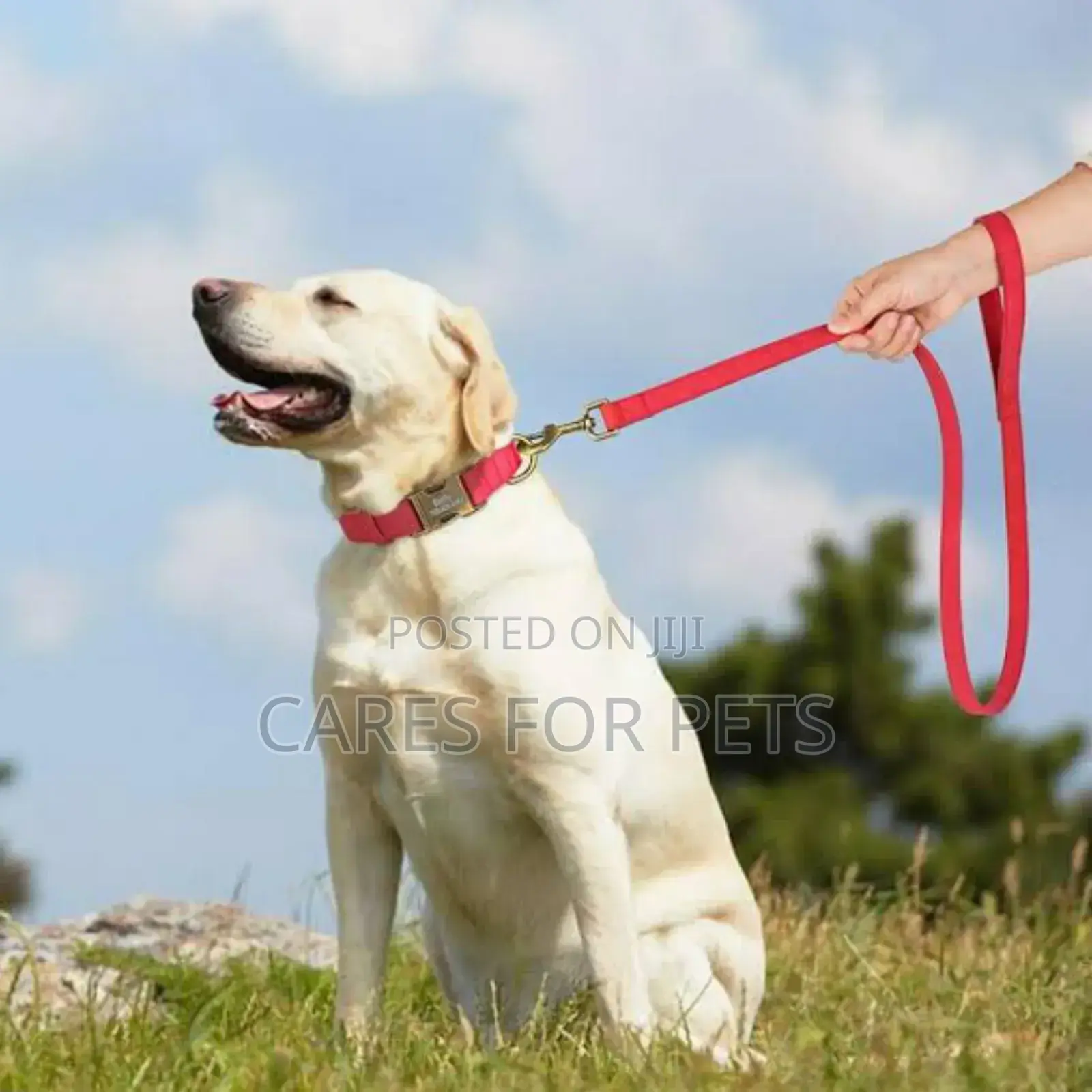 አዲስ! ጠንካራና ምቹ ቀይ የውሻ ማሰሪያ - ለሁሉም የውሻ አይነቶች • Leash • Doglead