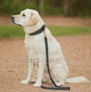 የውሻ መሳያቢያ Dog Lead/Leash