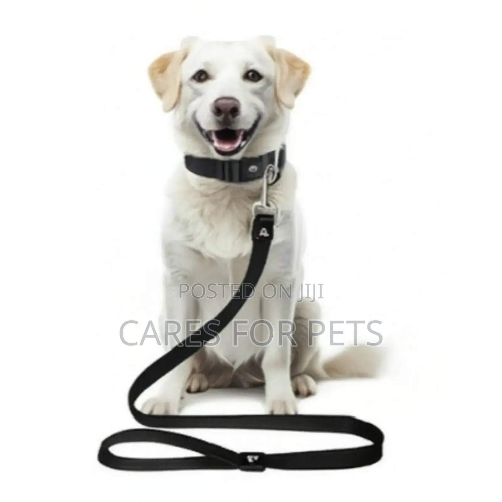 የውሻ መሳያቢያ Dog Lead/Leash