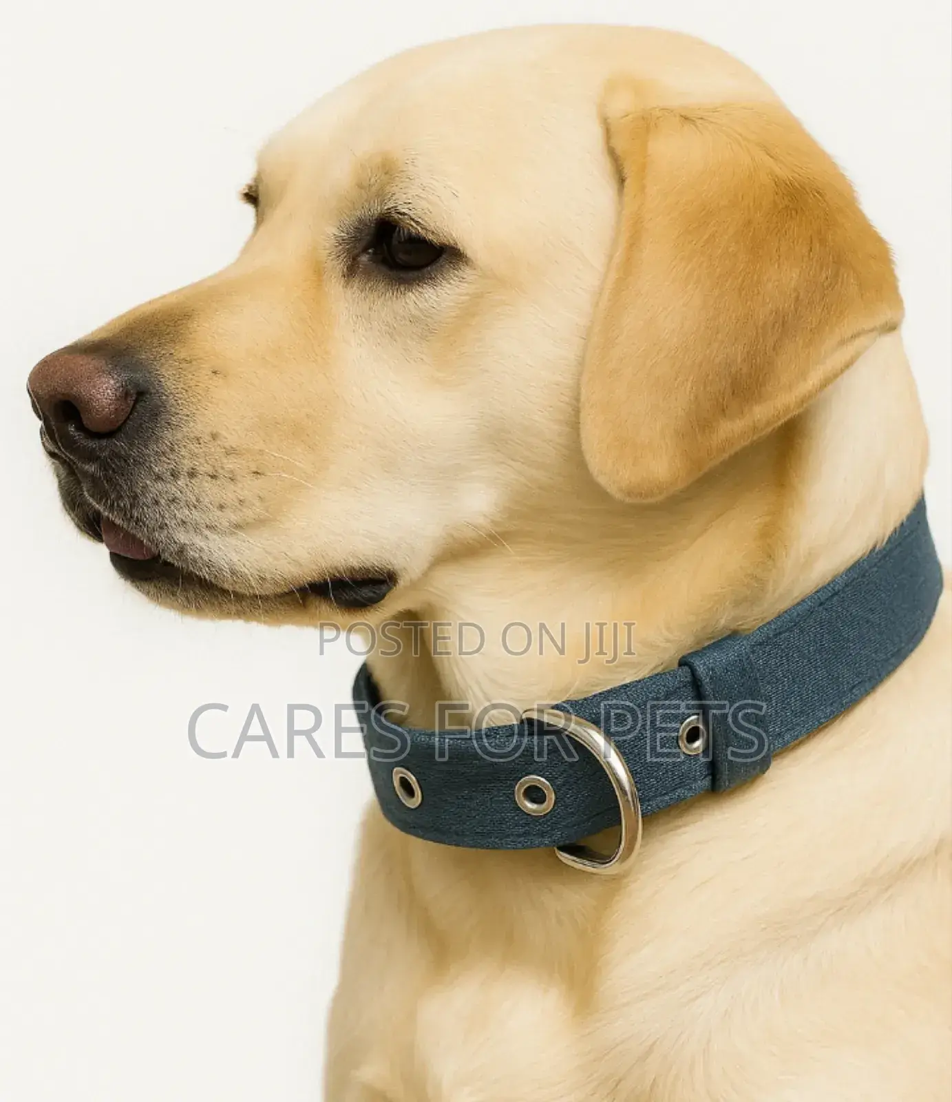 መለስተኛ ጠንካራ የውሻ ኮላር