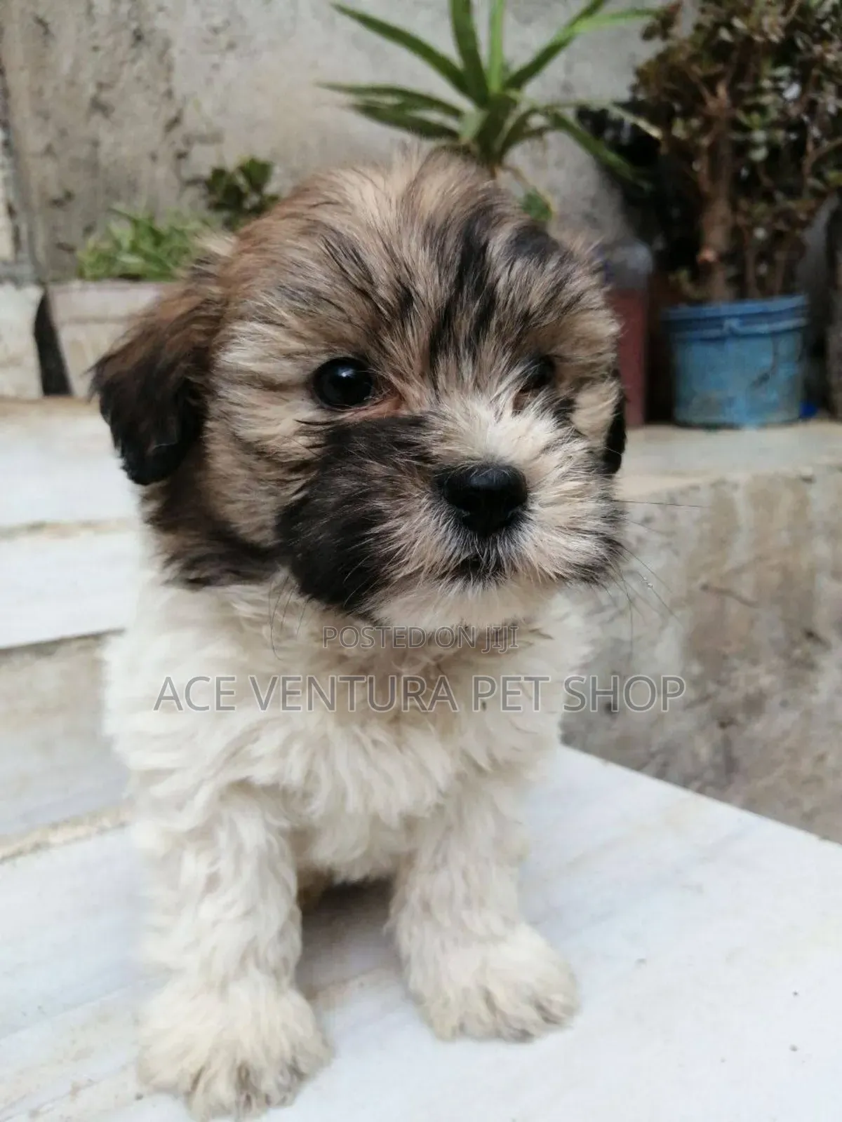 1-3 months Male Purebred Maltese