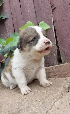 1-3 months Male Purebred Siberian Husky