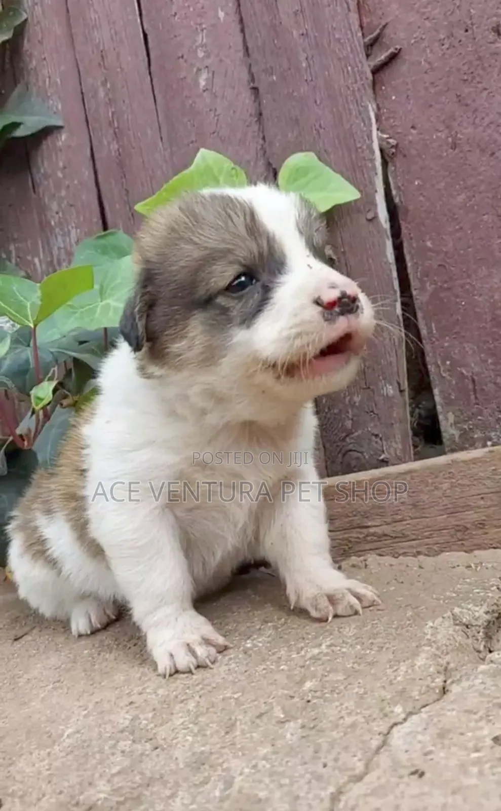 1-3 months Male Purebred Siberian Husky