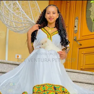 Photo - 1-3 months Male Purebred Siberian Husky