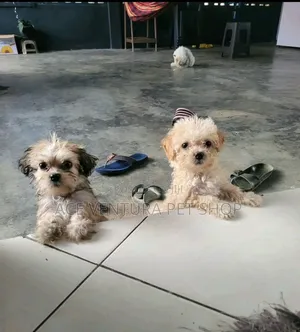 Photo - 1-3 months Male Purebred Maltese