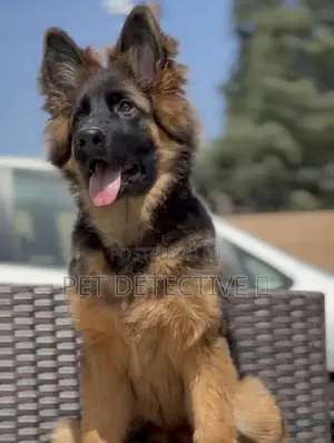 Photo - 1-3 months Male Purebred German Shepherd