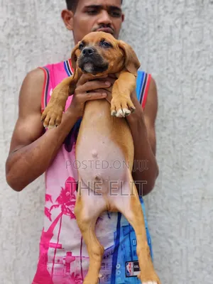 1-3 months Male Purebred Boerboel
