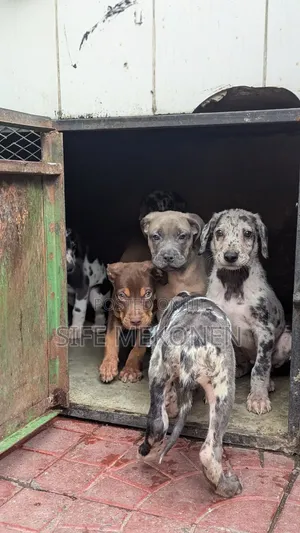 1-3 months Male Purebred Great Dane