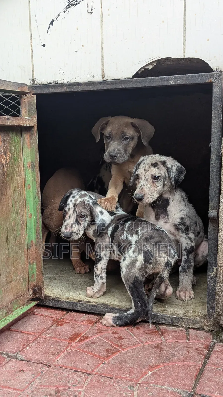 1-3 months Male Purebred Great Dane