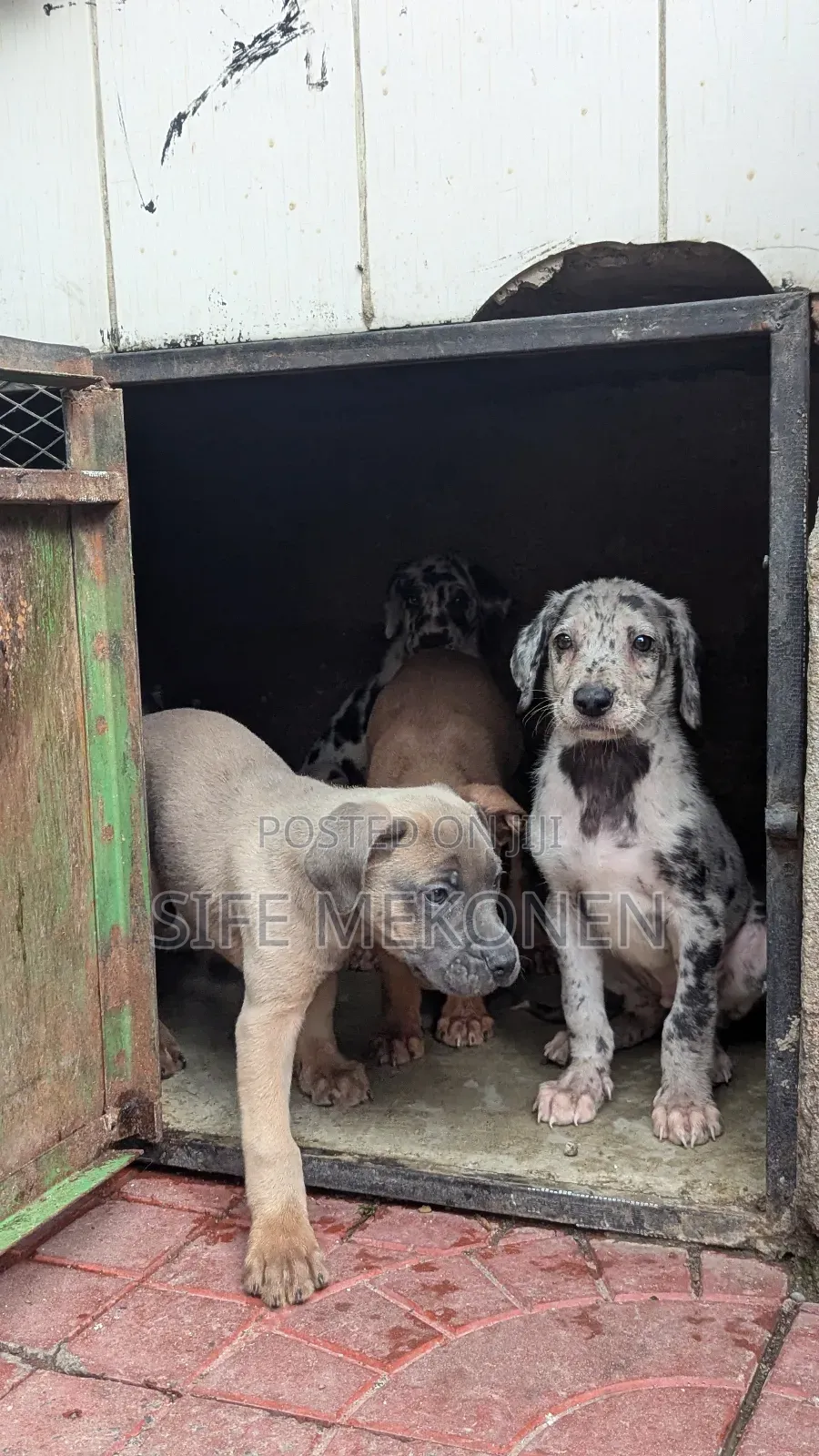 1-3 months Male Purebred Great Dane