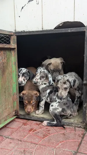 1-3 months Male Purebred Great Dane