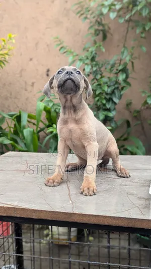 1-3 months Female Purebred American Pit Bull Terrier