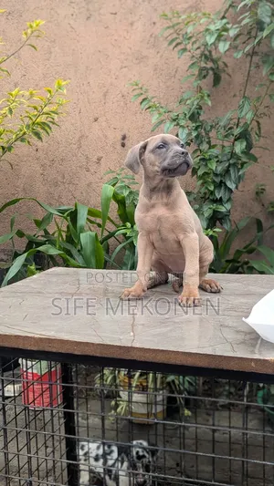 1-3 months Female Purebred American Pit Bull Terrier