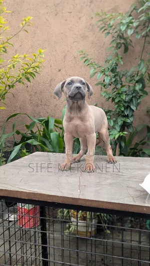 Photo - 1-3 months Female Purebred American Pit Bull Terrier