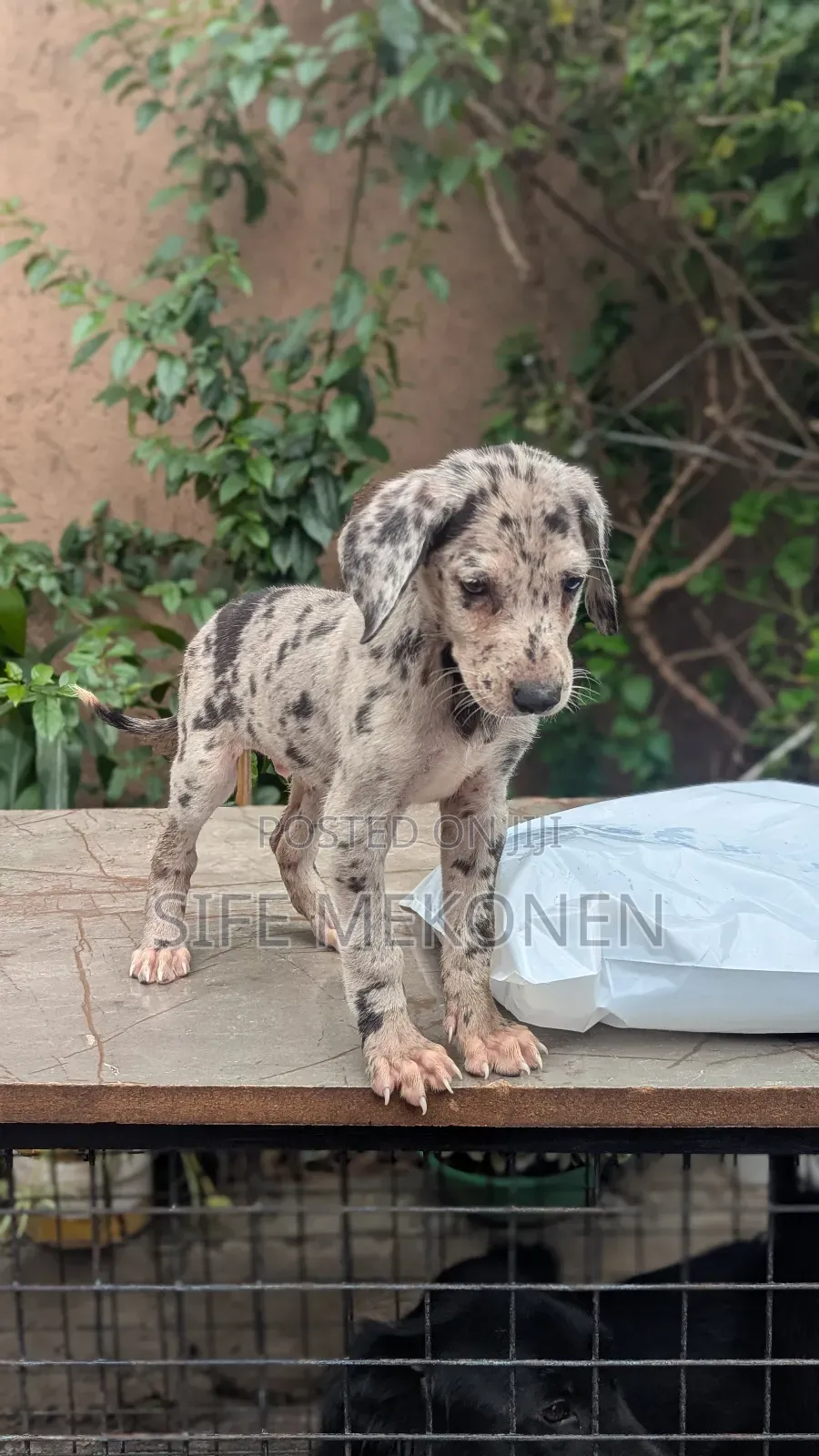 1-3 months Male Purebred Great Dane